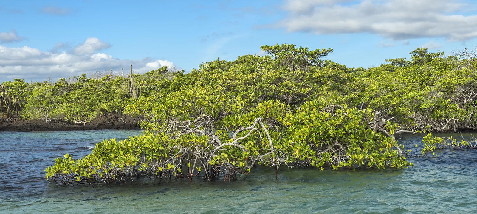 Ecuador’s bold bet on mangroves: A climate solution rooted in community and capital